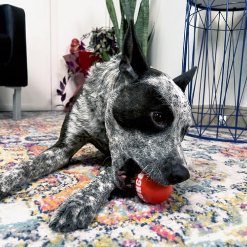 KONG Signature ball squeak option with high-contrast colors for interactive fetch sessions
