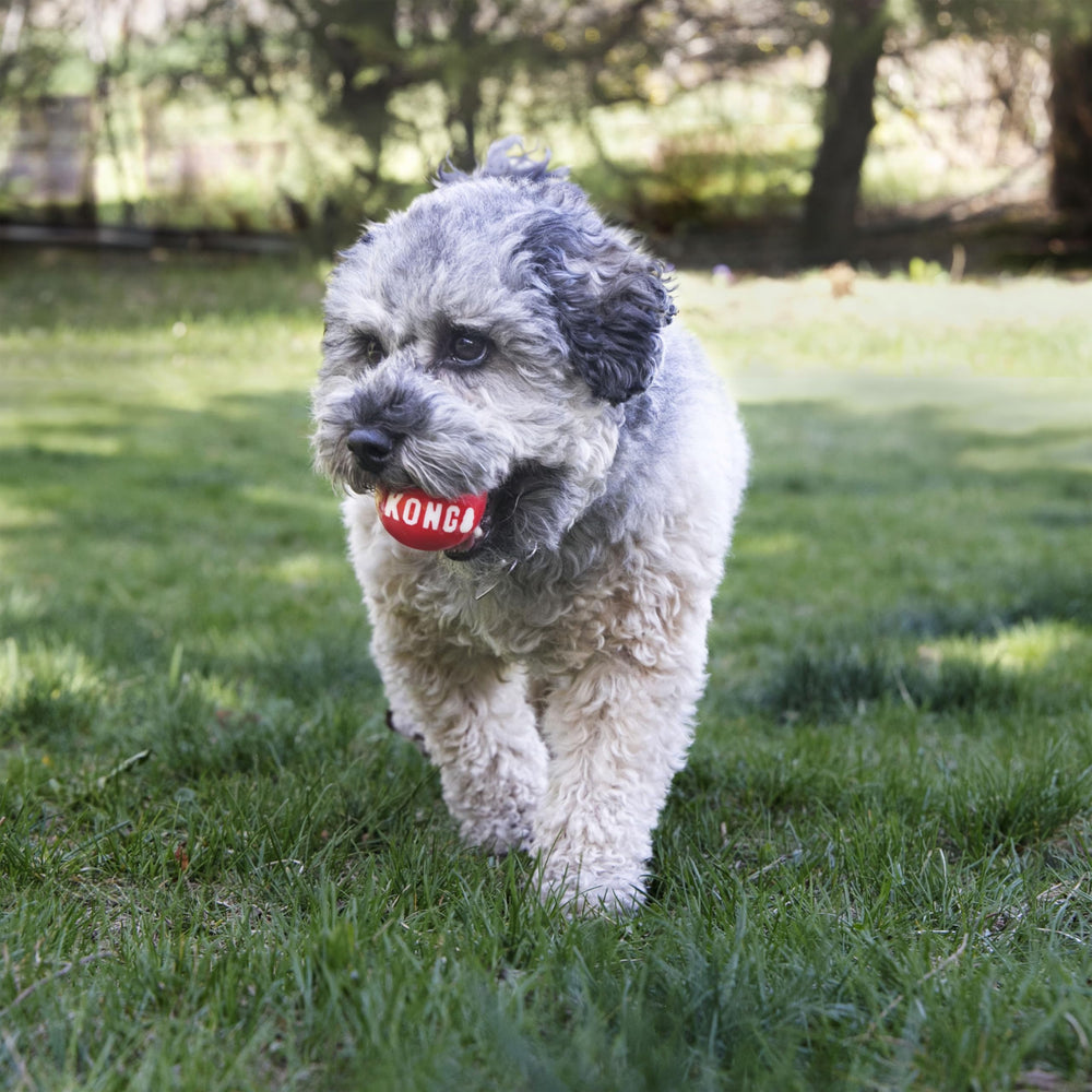 KONG Signature Balls high-bounce feature in action for longer outdoor games.