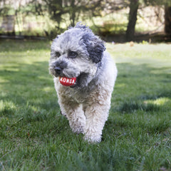KONG Signature Balls high-bounce feature in action for longer outdoor games.