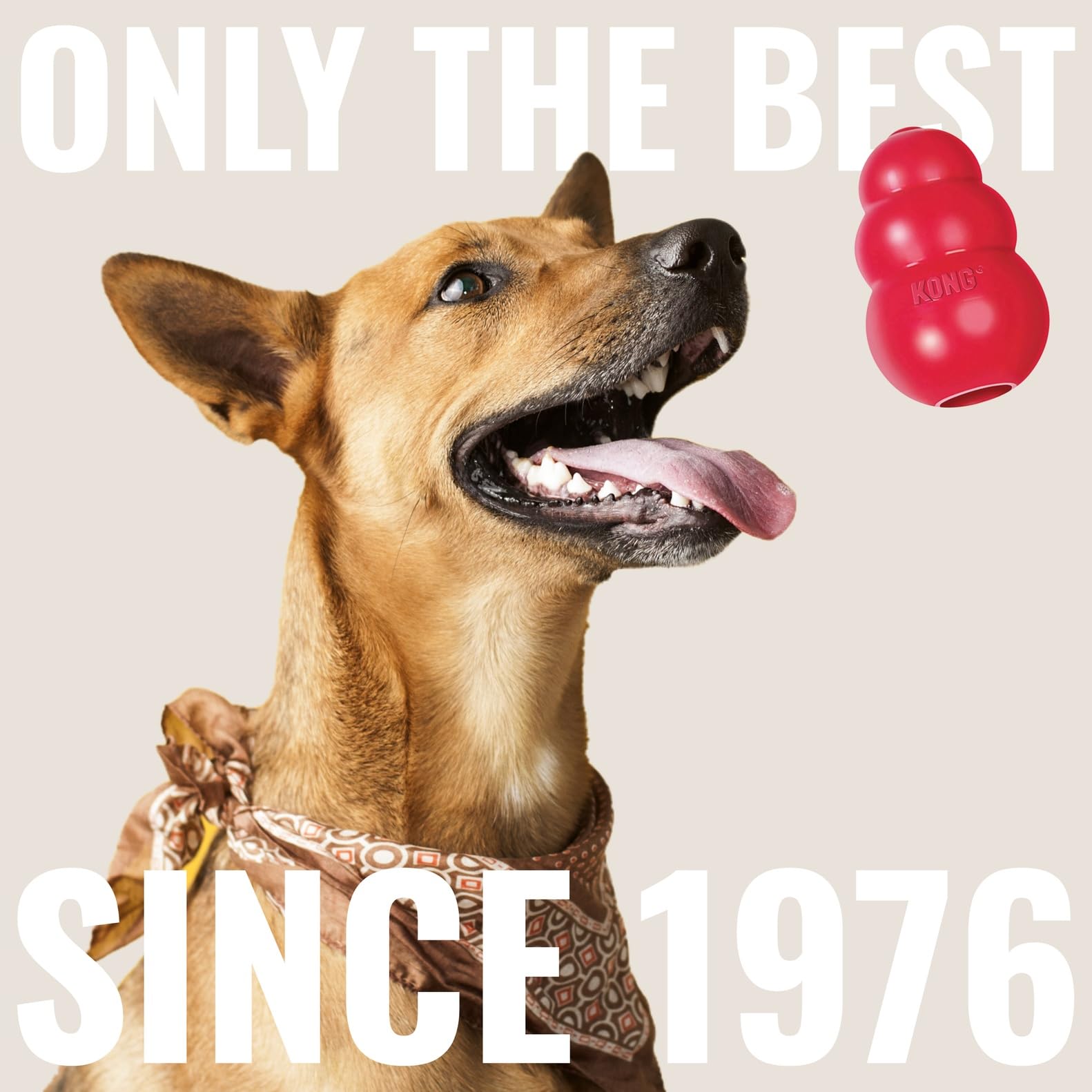 KONG Signature Balls for large dogs with reliable bounce during fetch.