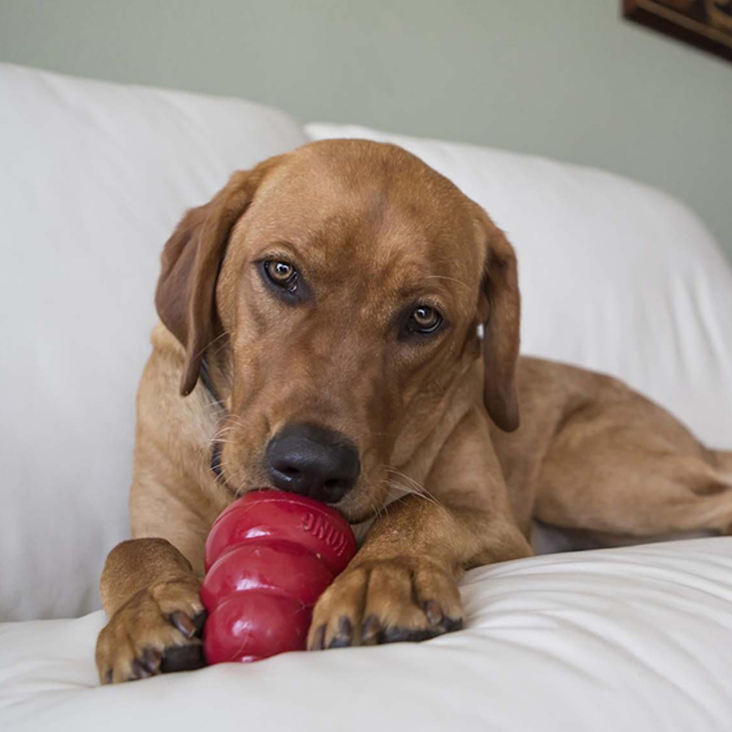 KONG Snacks bacon and cheese flavor showcases savory option dogs love during play.