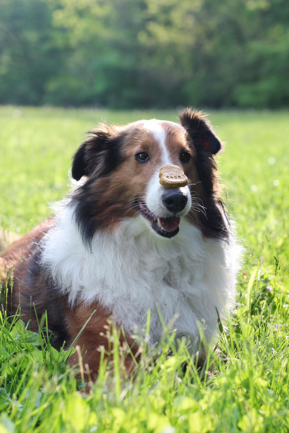 KONG Snacks made in USA badge signals quality ingredients and responsible manufacturing.
