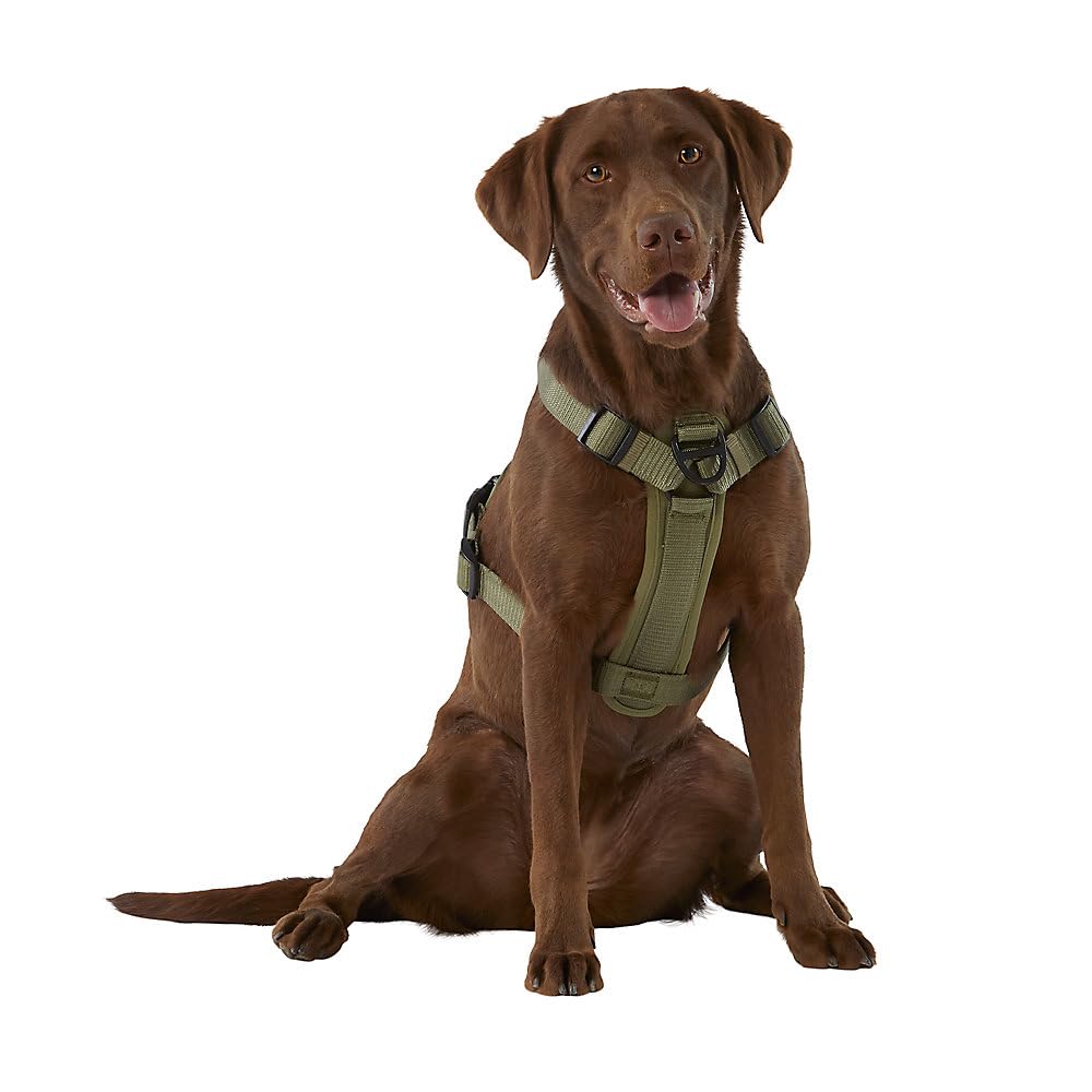KONG Ultra Durable Waste Bag Harness on a dog walk offering hands-free control.