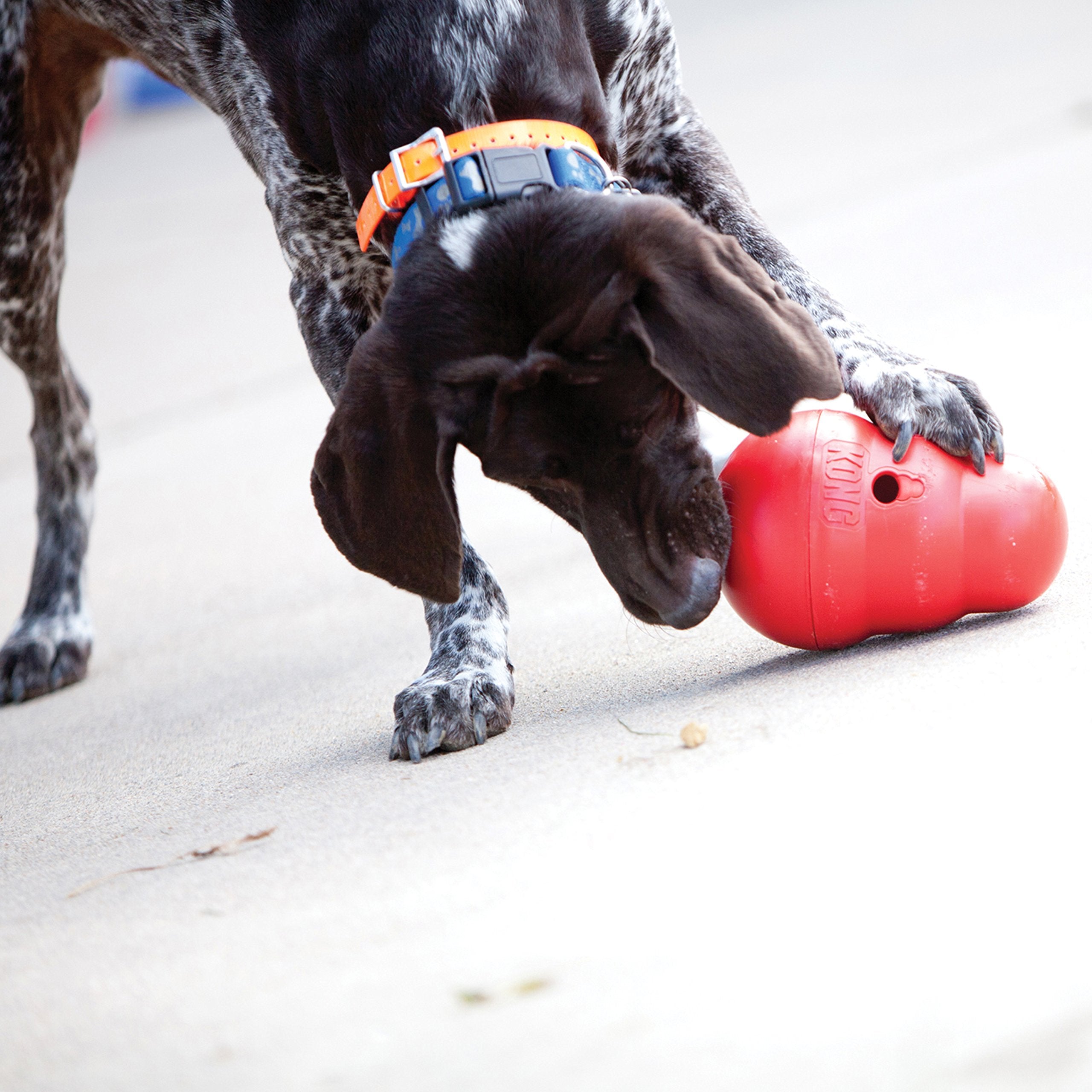 KONG Wobbler interactive-dog-toy fuels engagement while mealtime slows for pacing