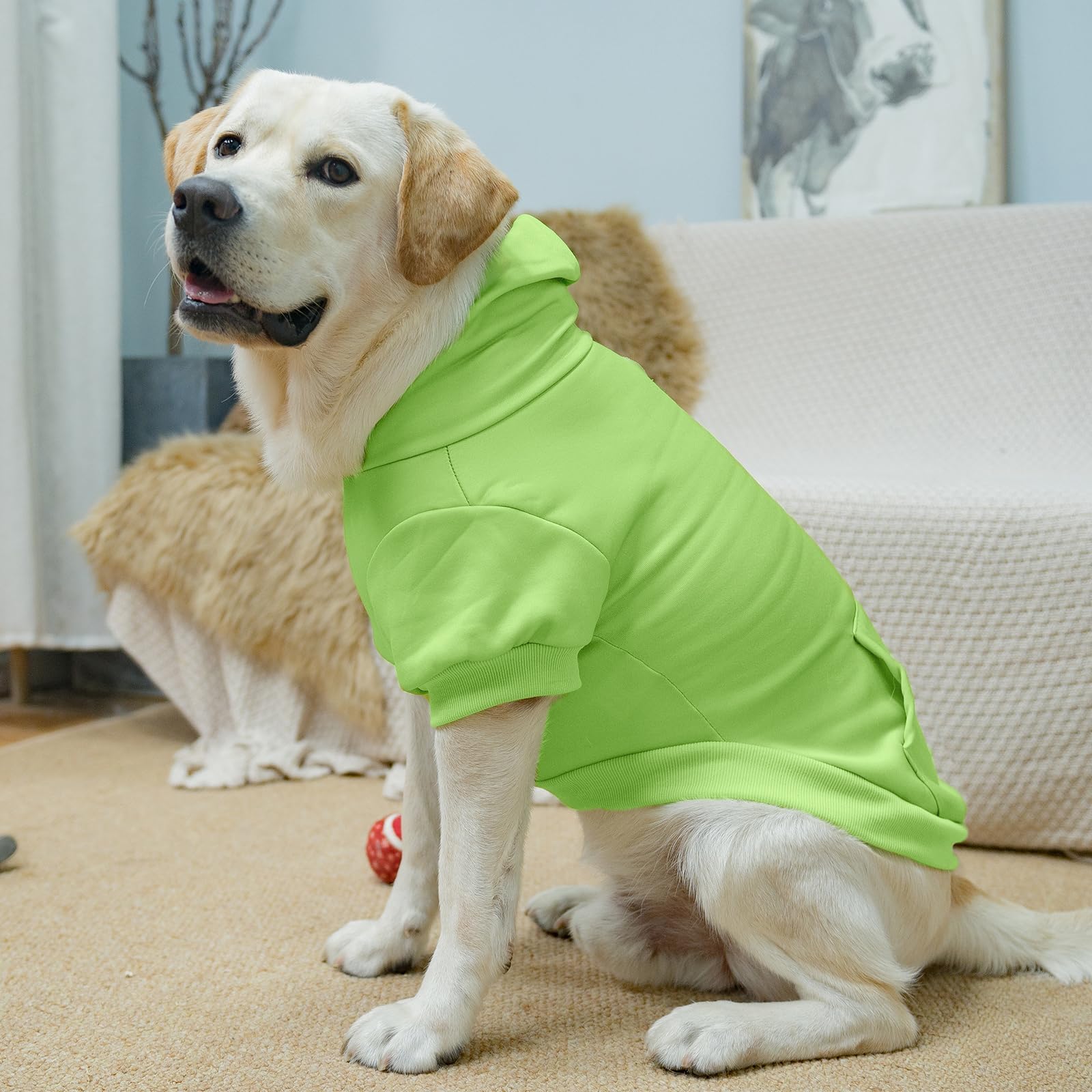 KOOLTAIL diseño deportivo para un look moderno en paseos
