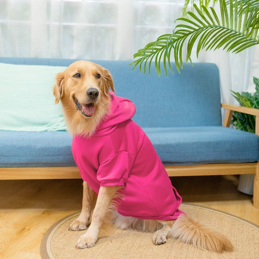 KOOLTAIL Basic dog hoodie during outdoor play in chilly weather