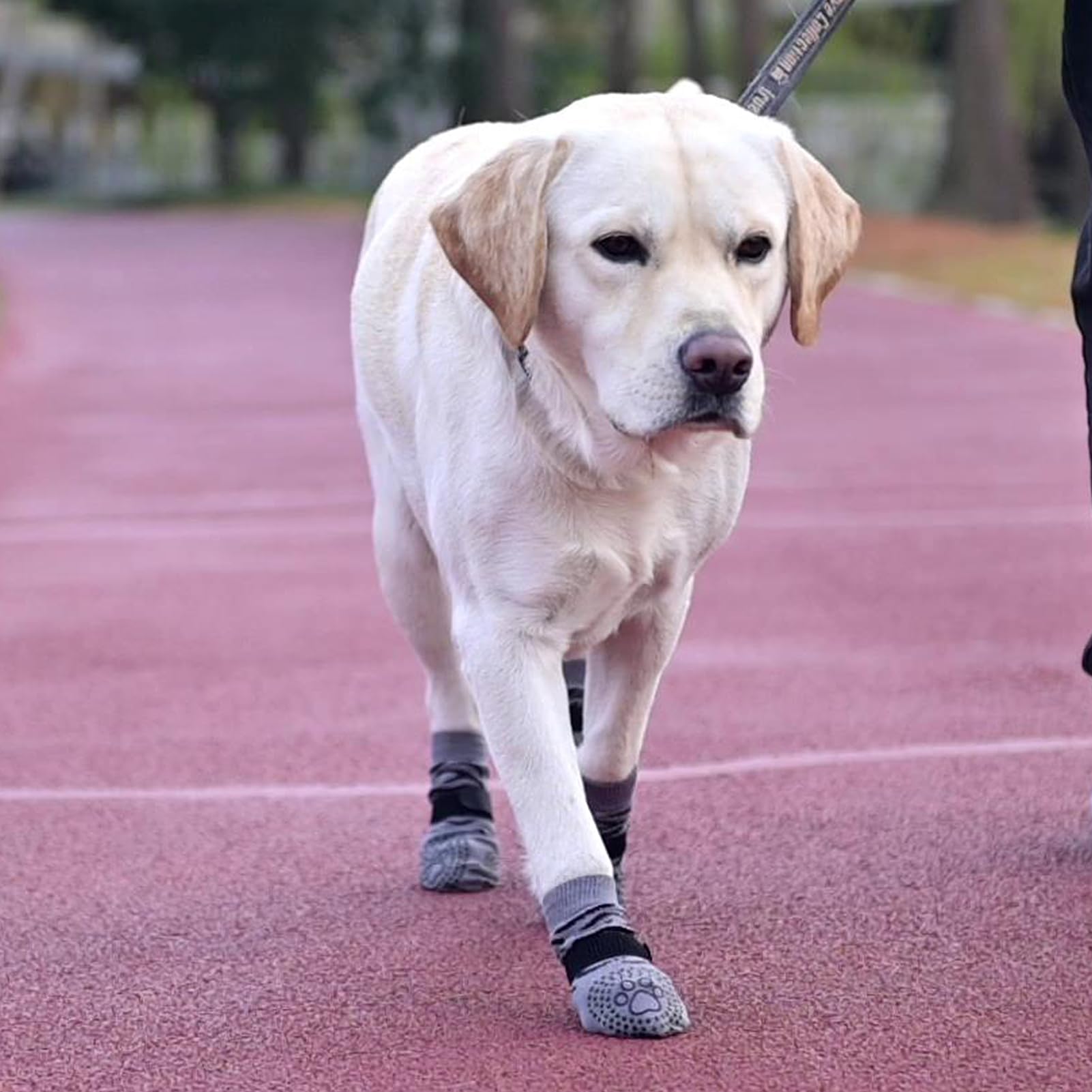 KOOLTAIL dog socks help keep furniture safe by preventing scratching.