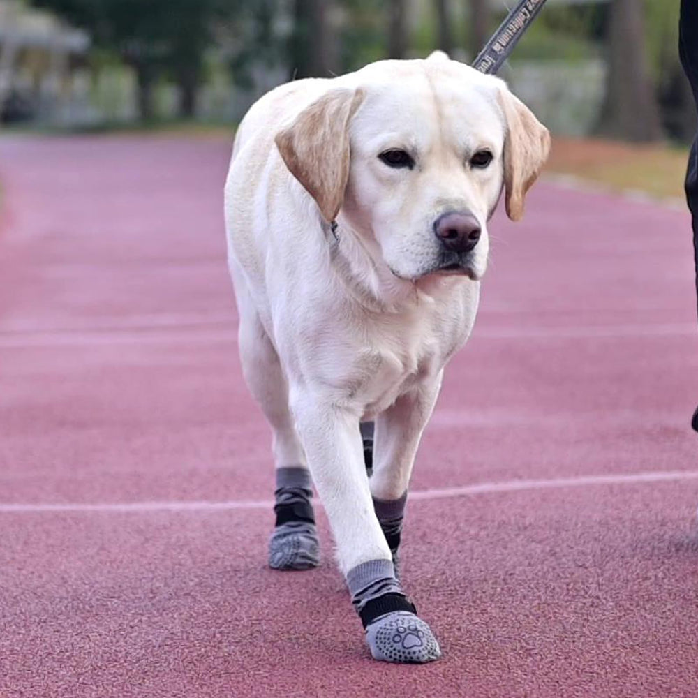 KOOLTAIL dog socks help keep furniture safe by preventing scratching.