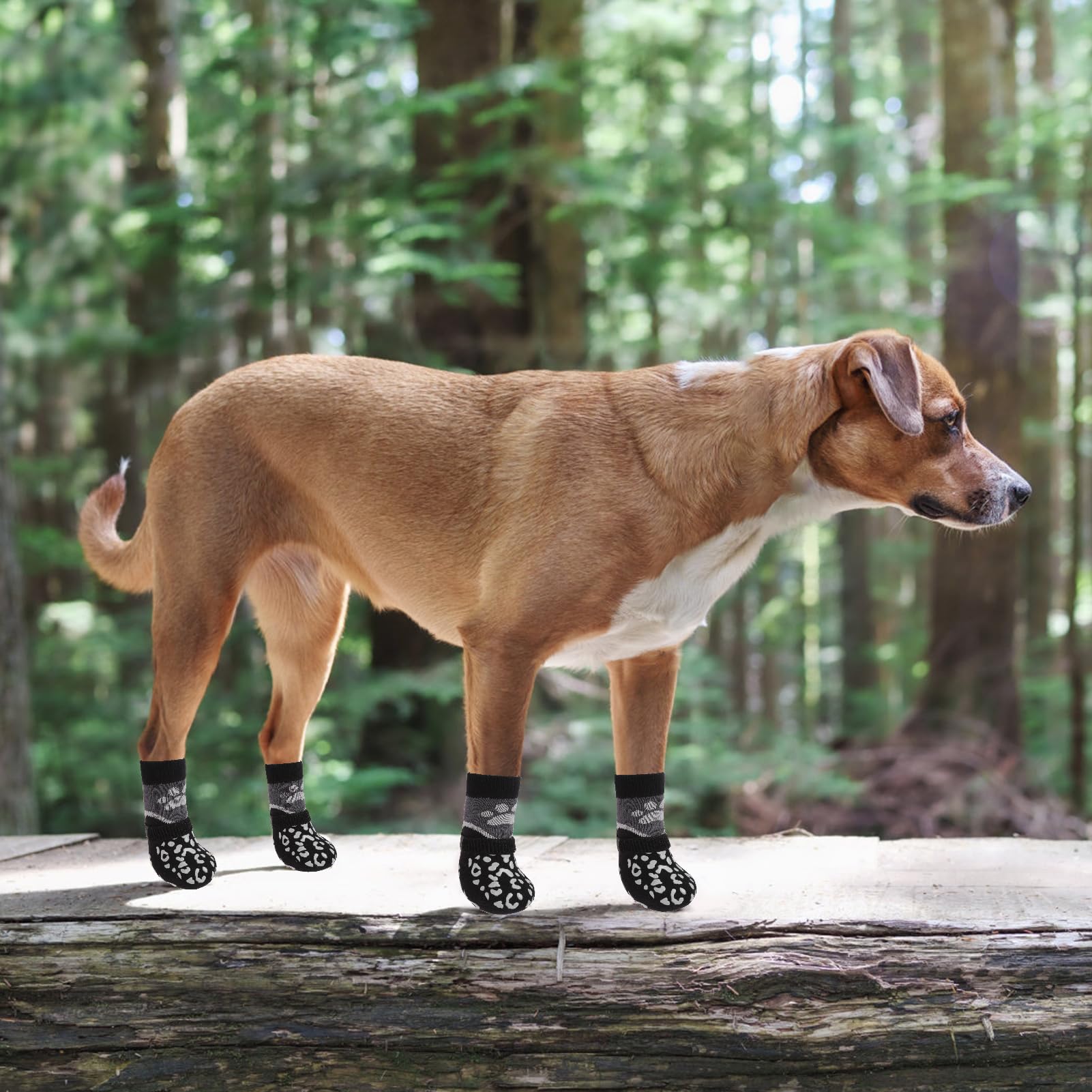 KOOLTAIL dog socks multi-use scenario illustrating warmth, wound protection, and paw shielding.