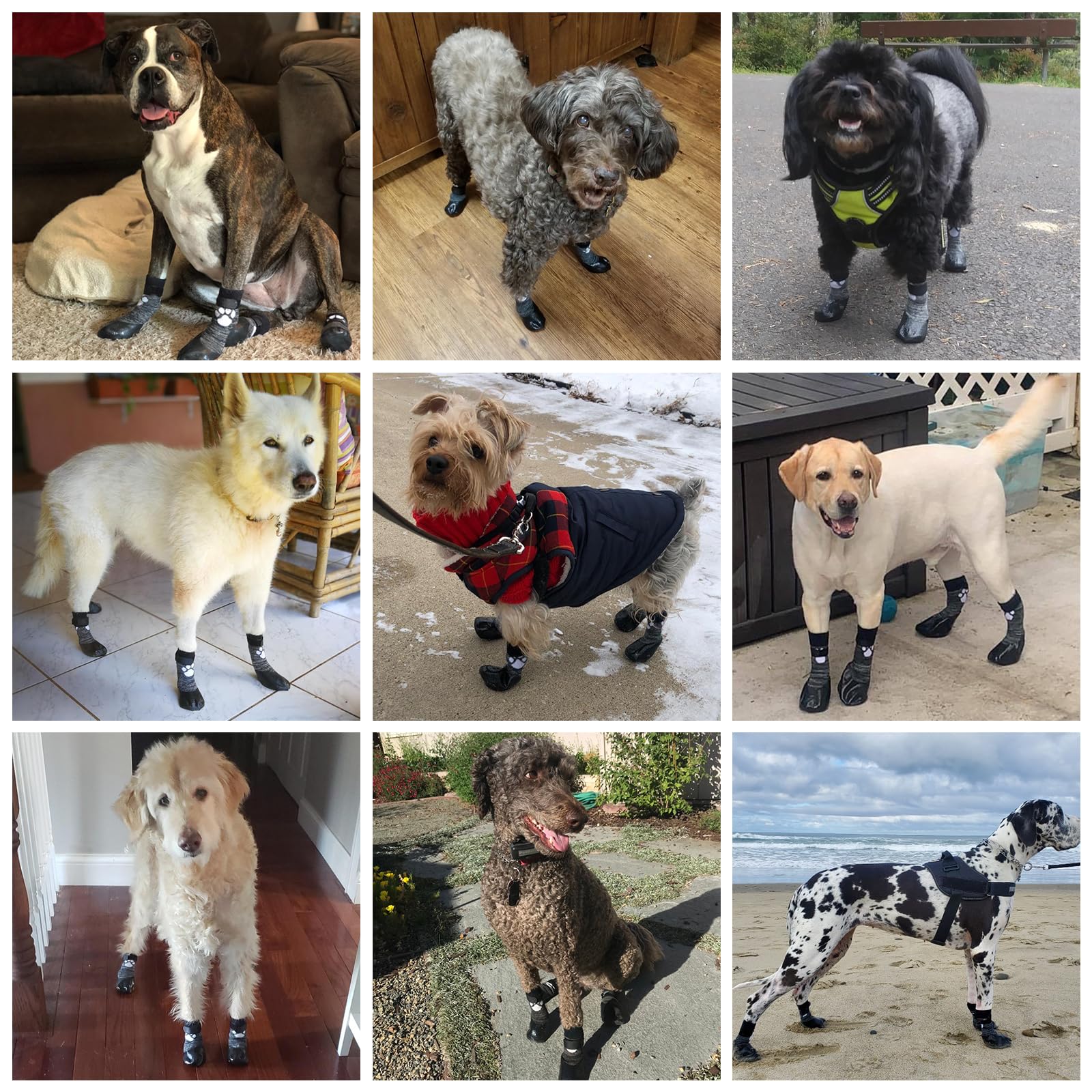 KOOLTAIL paw-protector design guards paws on rough surfaces.