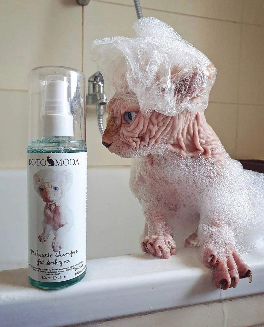 Kotomoda Probiotic Shampoo for Sphynx grooming scene reveals smooth skin after bath.