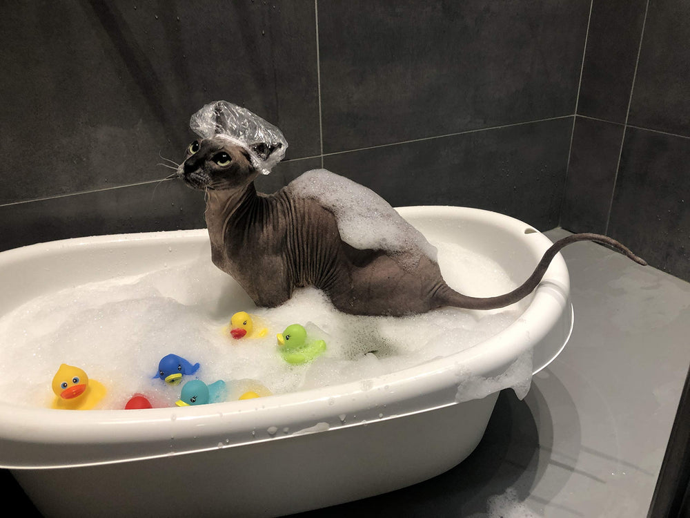 Kotomoda Probiotic Shampoo for Sphynx rinse close-up highlights easy, thorough rinse.