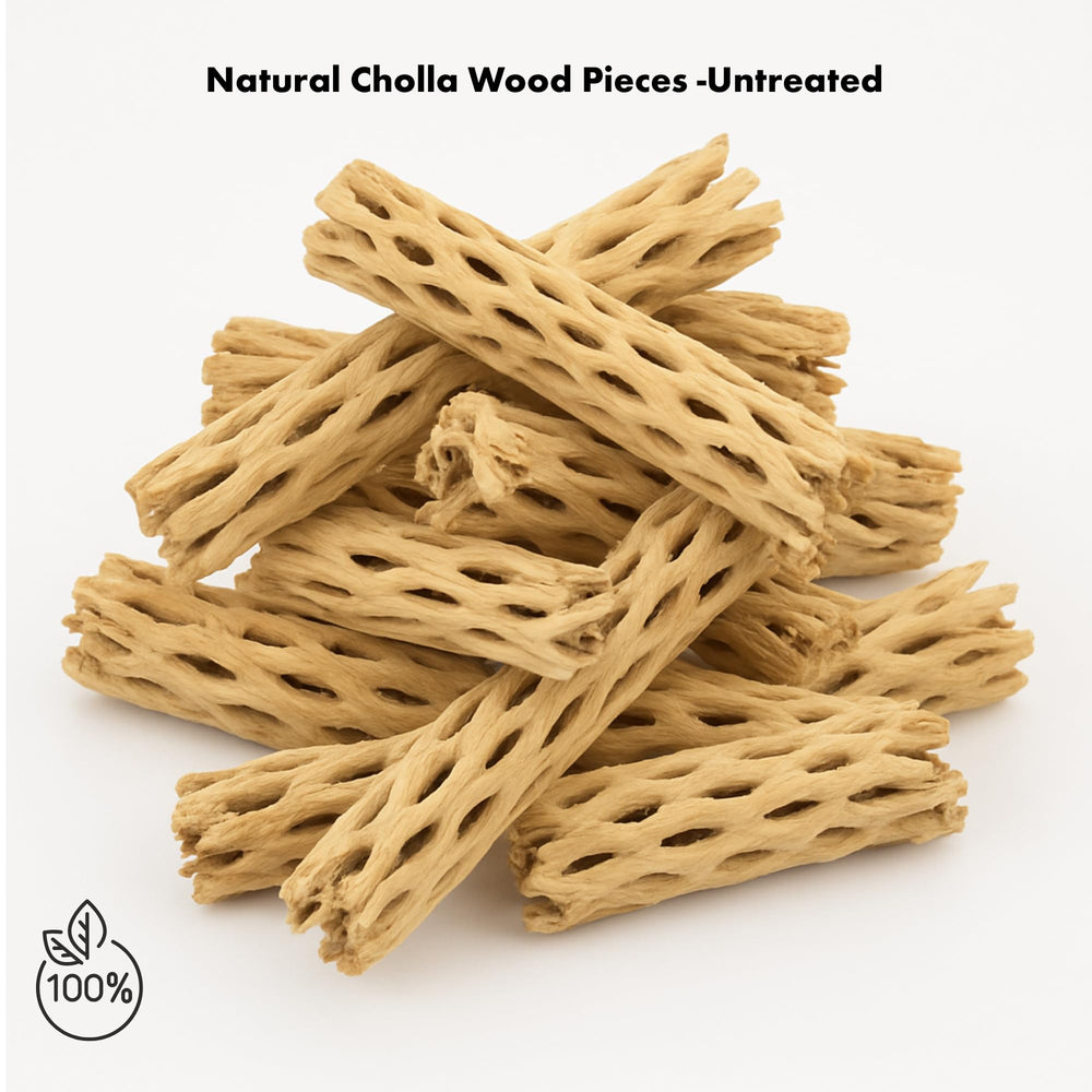 Koyal cholla wood airplants display stand supports tillandsias with rustic charm.
