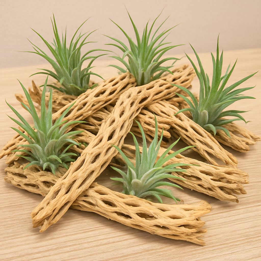 Koyal cholla wood aquarium decor in tank provides hiding spots and natural texture.