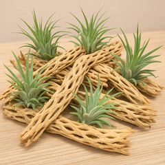 Koyal cholla wood aquarium decor in tank provides hiding spots and natural texture.