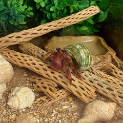 Koyal cholla wood branch size 6-24 inch showcasing natural habitat for climbing.