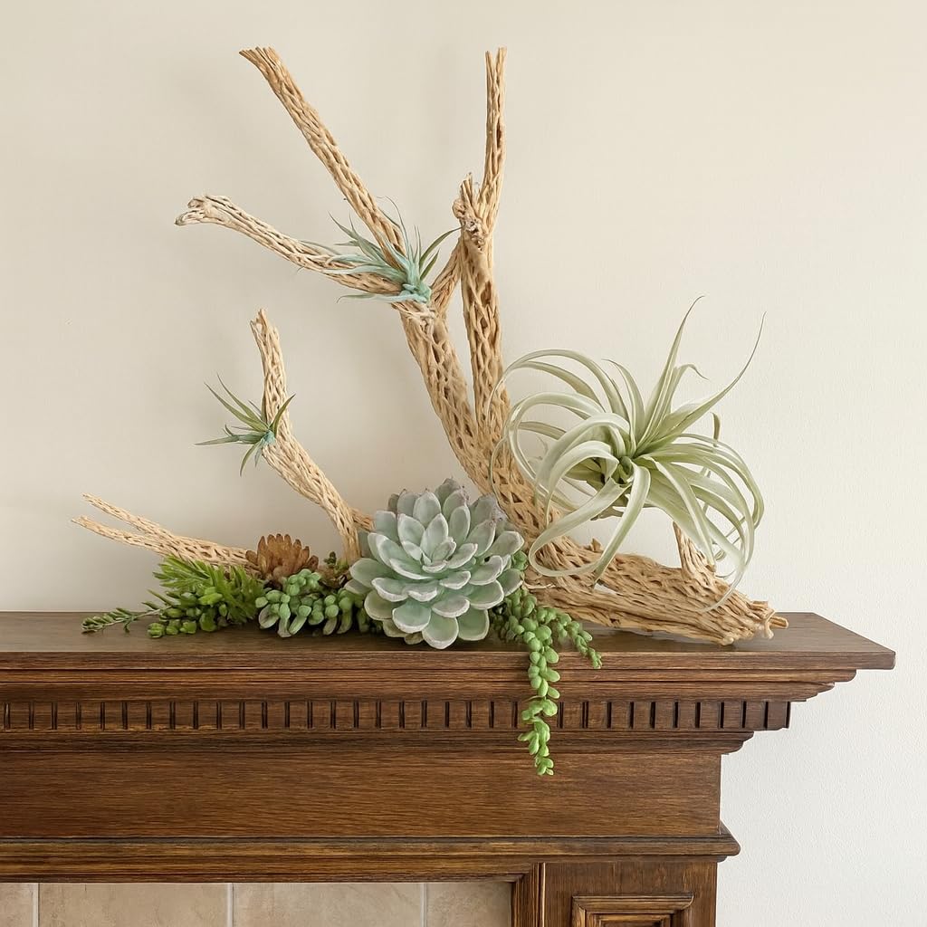 Koyal Wholesale cholla wood decor adapts to terrariums and potted plants for rustic flair