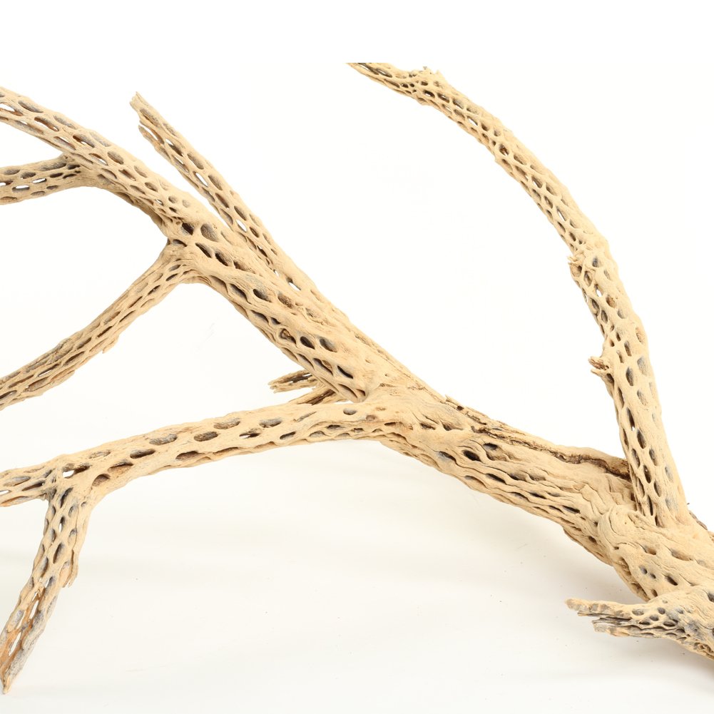 Koyal Wholesale 24-inch cholla wood enhances aquarium aesthetics and natural texture