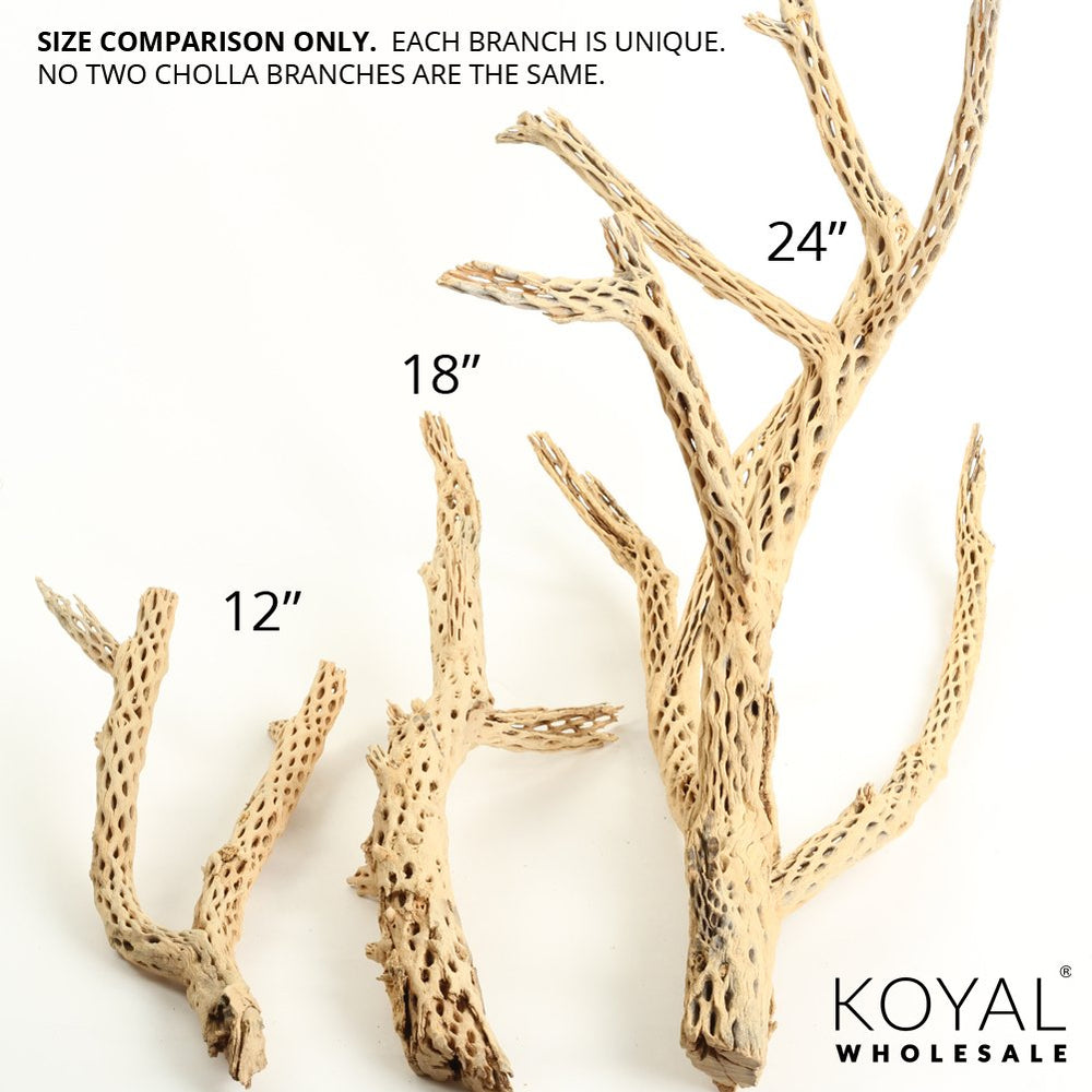 Koyal Wholesale 24-inch cholla wood reveals porous texture supporting beneficial bacteria