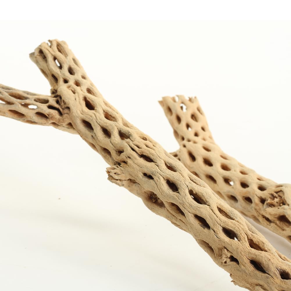 Koyal Wholesale 24-inch cholla wood tank ornament enhances naturalistic scenery
