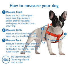 KRUZ PET Kruz No Pull harness chest-strap detail shows secure, comfortable pressure distribution.