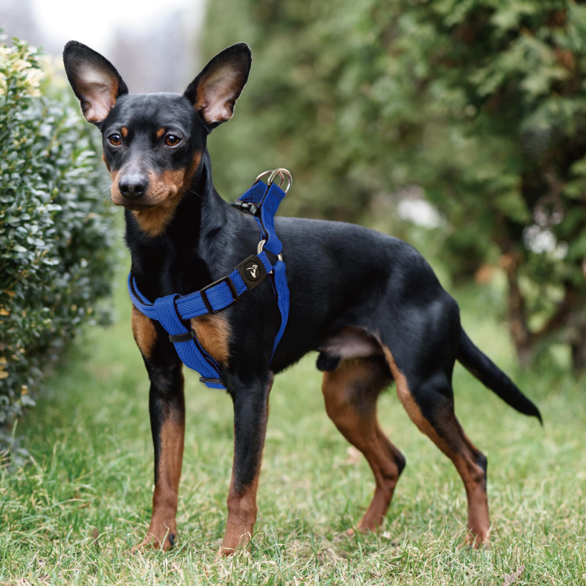 KRUZ PET Kruz No Pull harness in-use during walks supports steady, controlled movement.