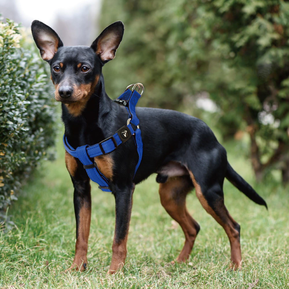 KRUZ PET Kruz No Pull harness in-use during walks supports steady, controlled movement.