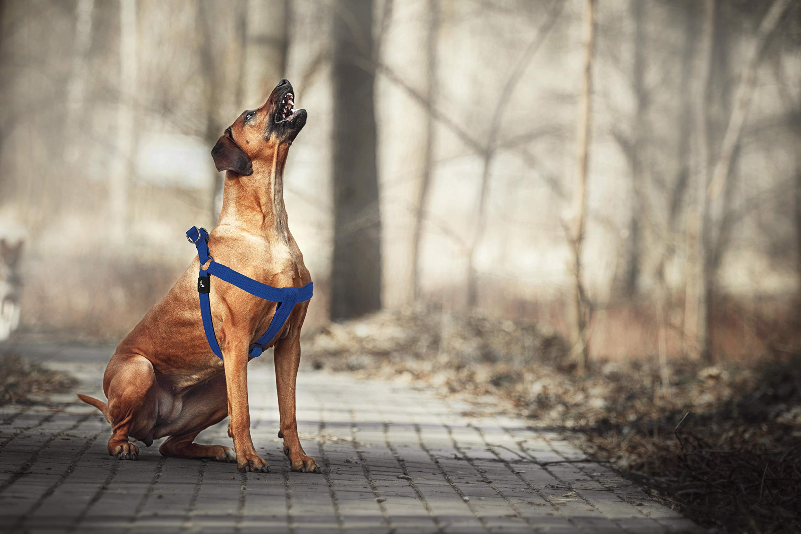 KRUZ PET Kruz No Pull Harness large-breed-fit ensures secure walks for big dogs.