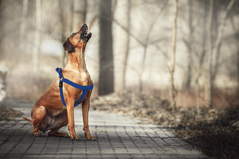 KRUZ PET Kruz No Pull Harness large-breed-fit ensures secure walks for big dogs.