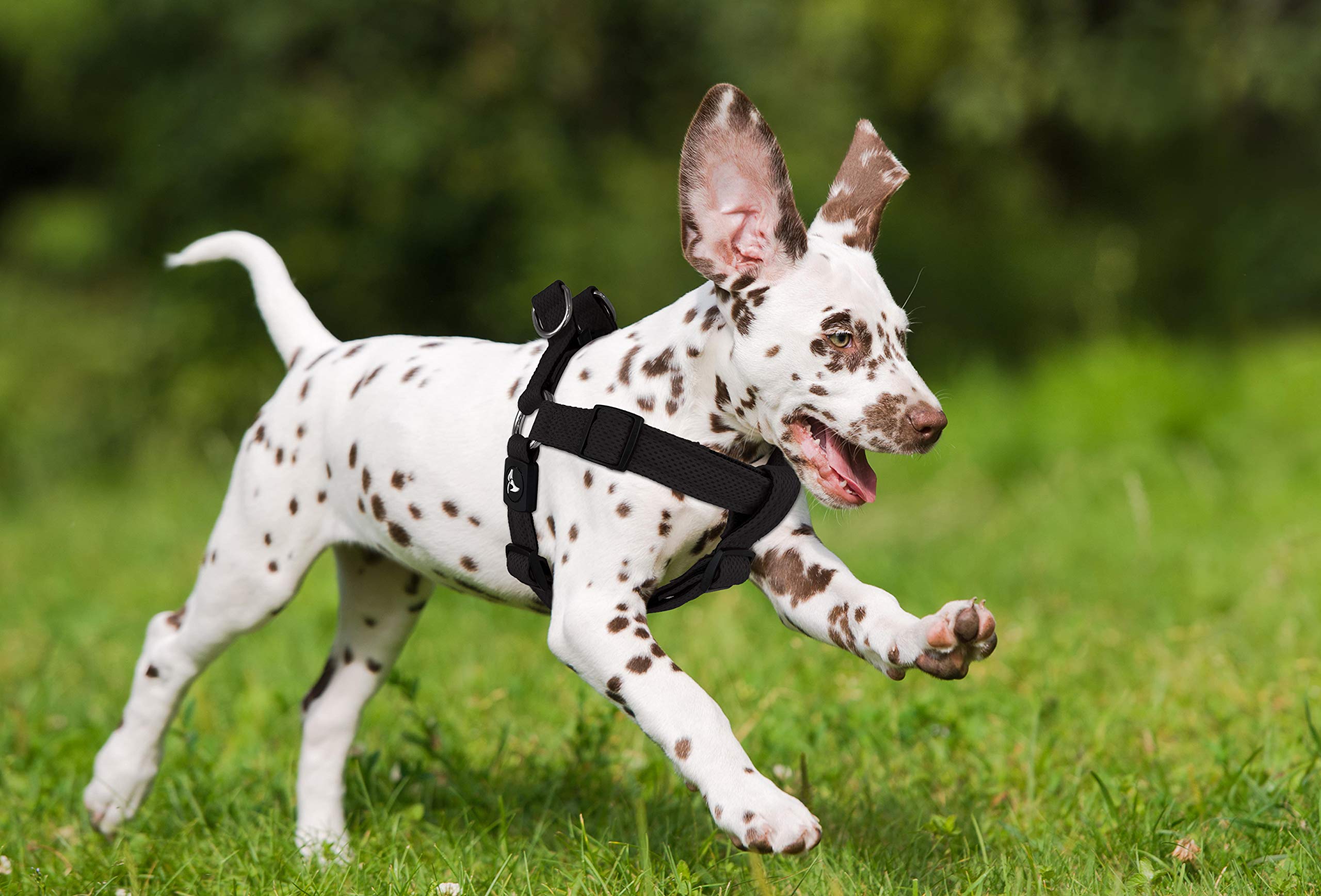 KRUZ PET Kruz No Pull Harness park-walk-use demonstrates everyday practicality and calm control.