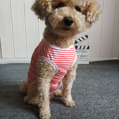 Kukaster Pet recovery suit indoor outdoor fit demonstrates versatile wear
