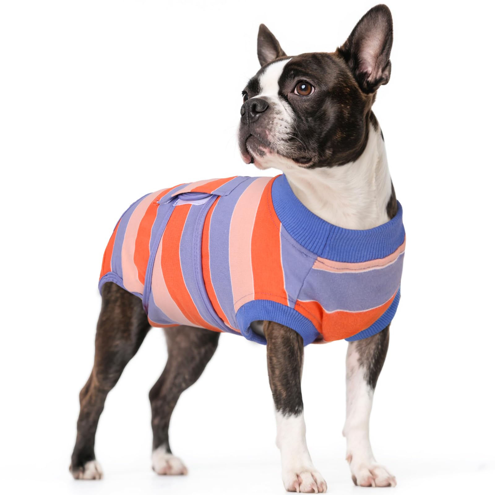 Kuoser blue dog surgery recovery suit shows snug post-op comfort.