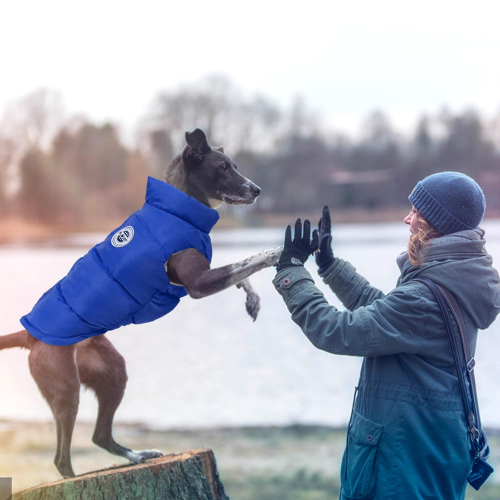 Kuoser Dog Coat Puffer Vest on a dog, showcasing warmth and mobility