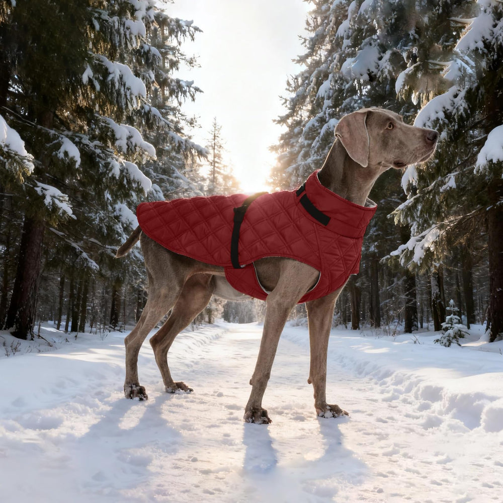 Kuoser dog coat windproof design reduces chilly drafts during walks.