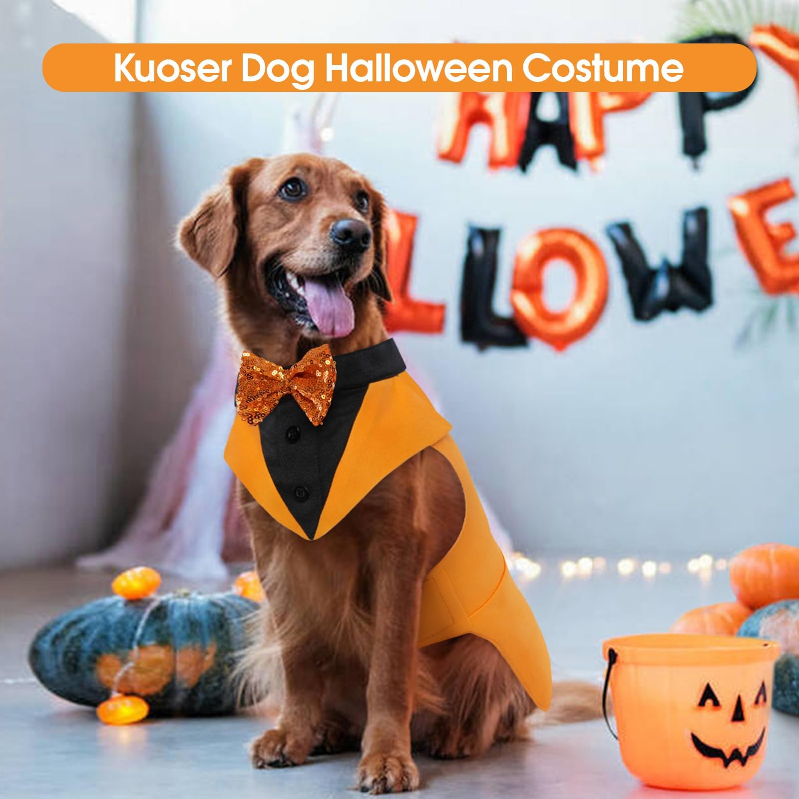 Kuoser dog outfit set on dog demonstrates versatile seasonal styling