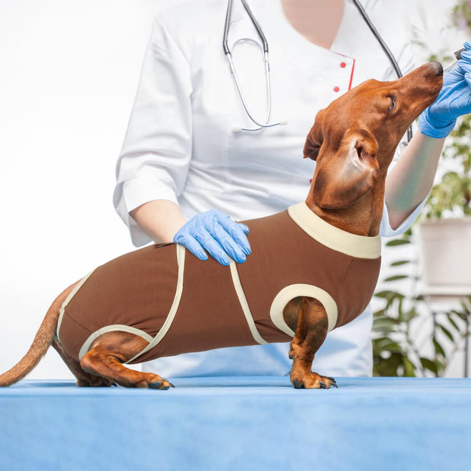 Kuoser dog recovery suit brown XX-Large worn by a calm post-op patient
