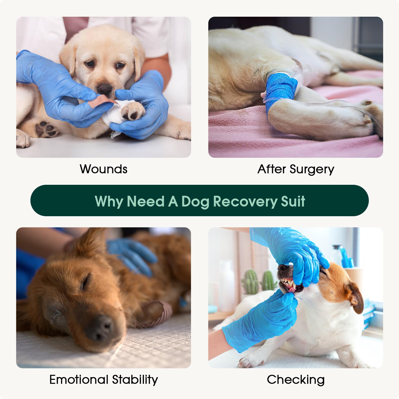 Kuoser dog recovery suit size range guide visual with XS to XXL.