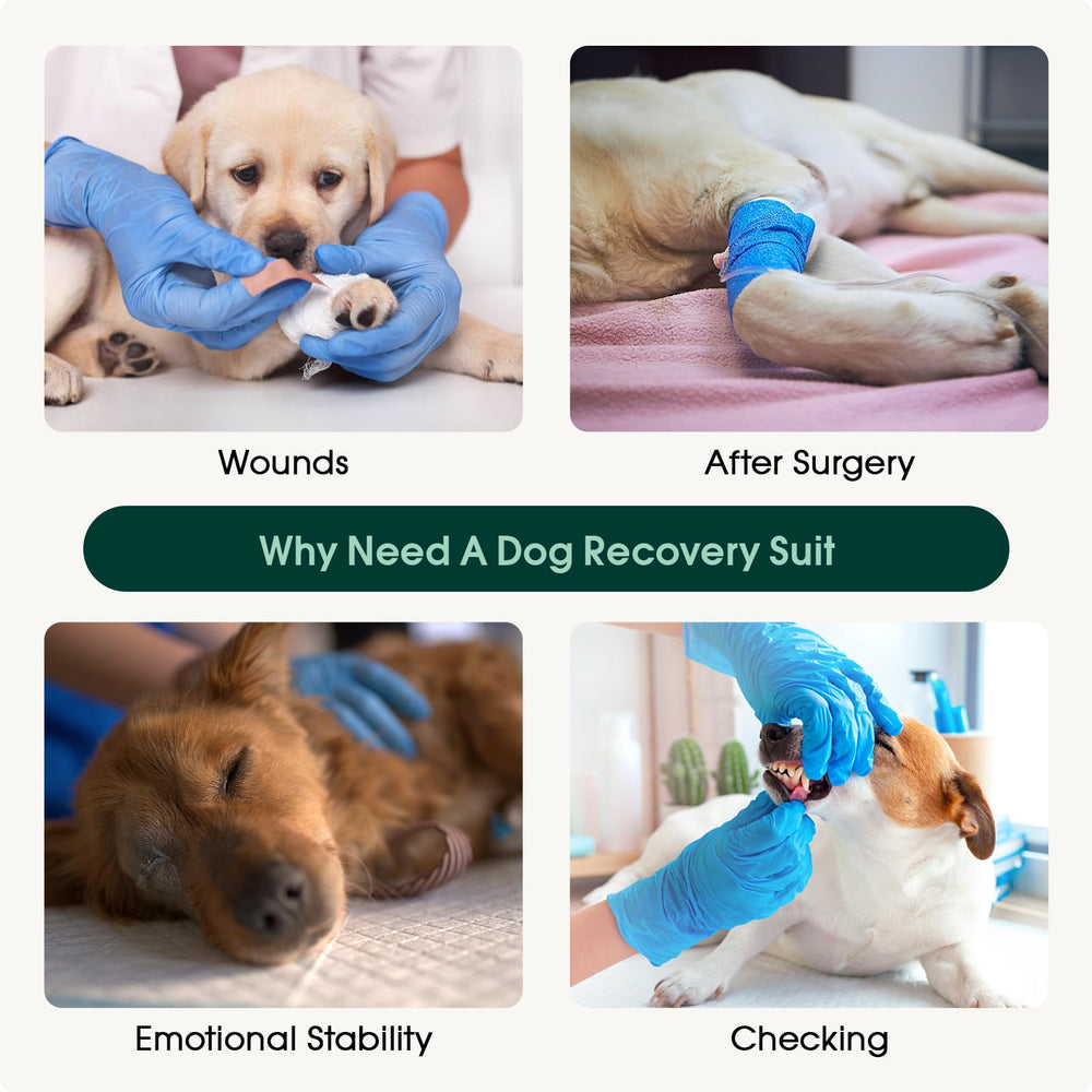 Kuoser dog recovery suit size range guide visual with XS to XXL.