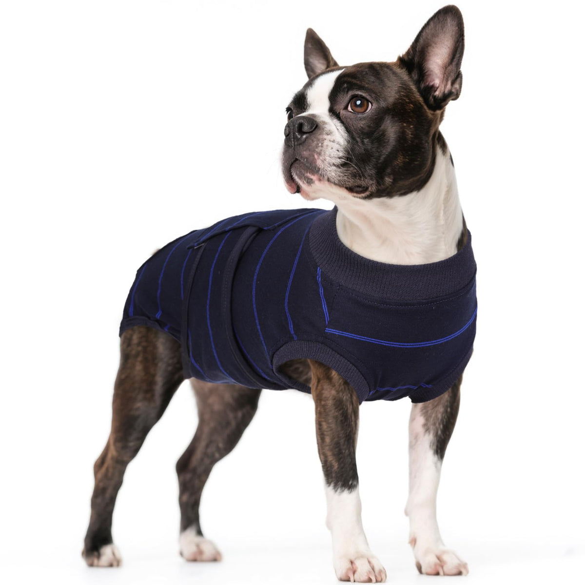 Kuoser dog surgery recovery suit front view in blue stripes; snug fit supports controlled healing.