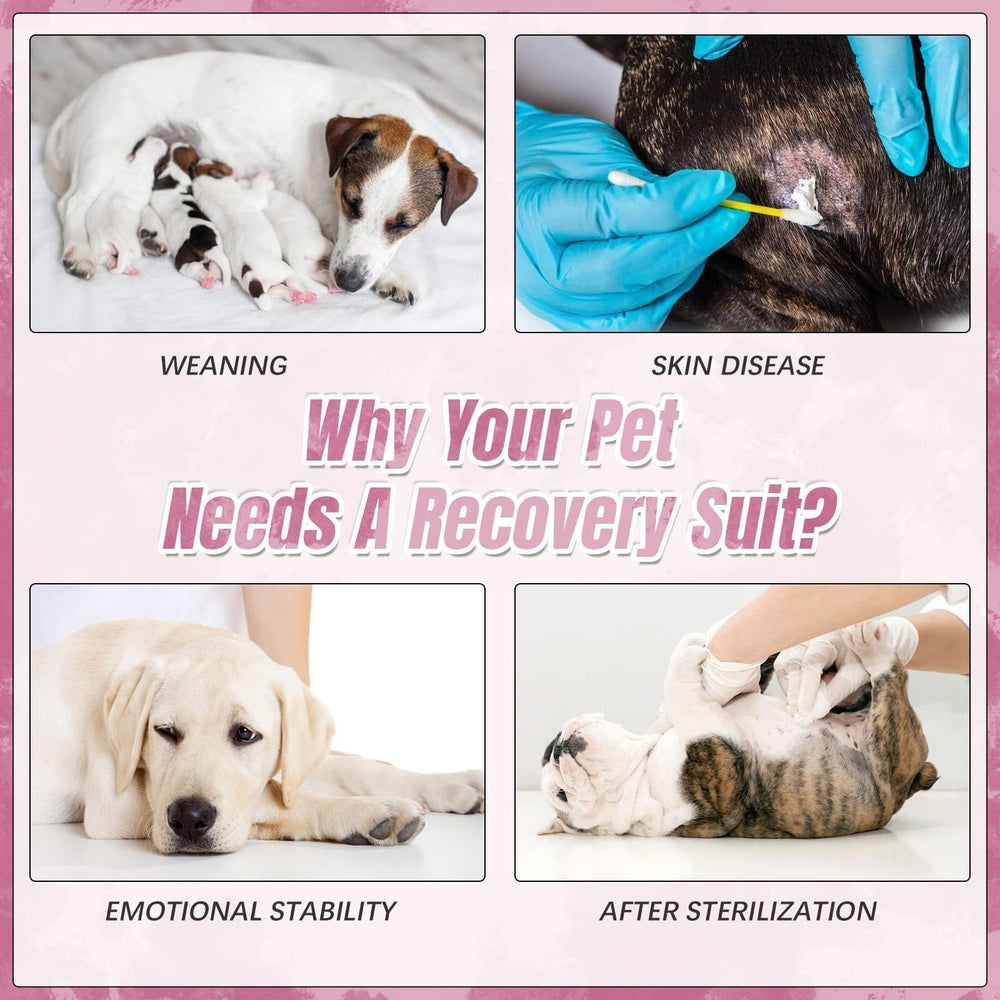 Kuoser Dog Surgery Recovery Suit protects furniture during shedding seasons.
