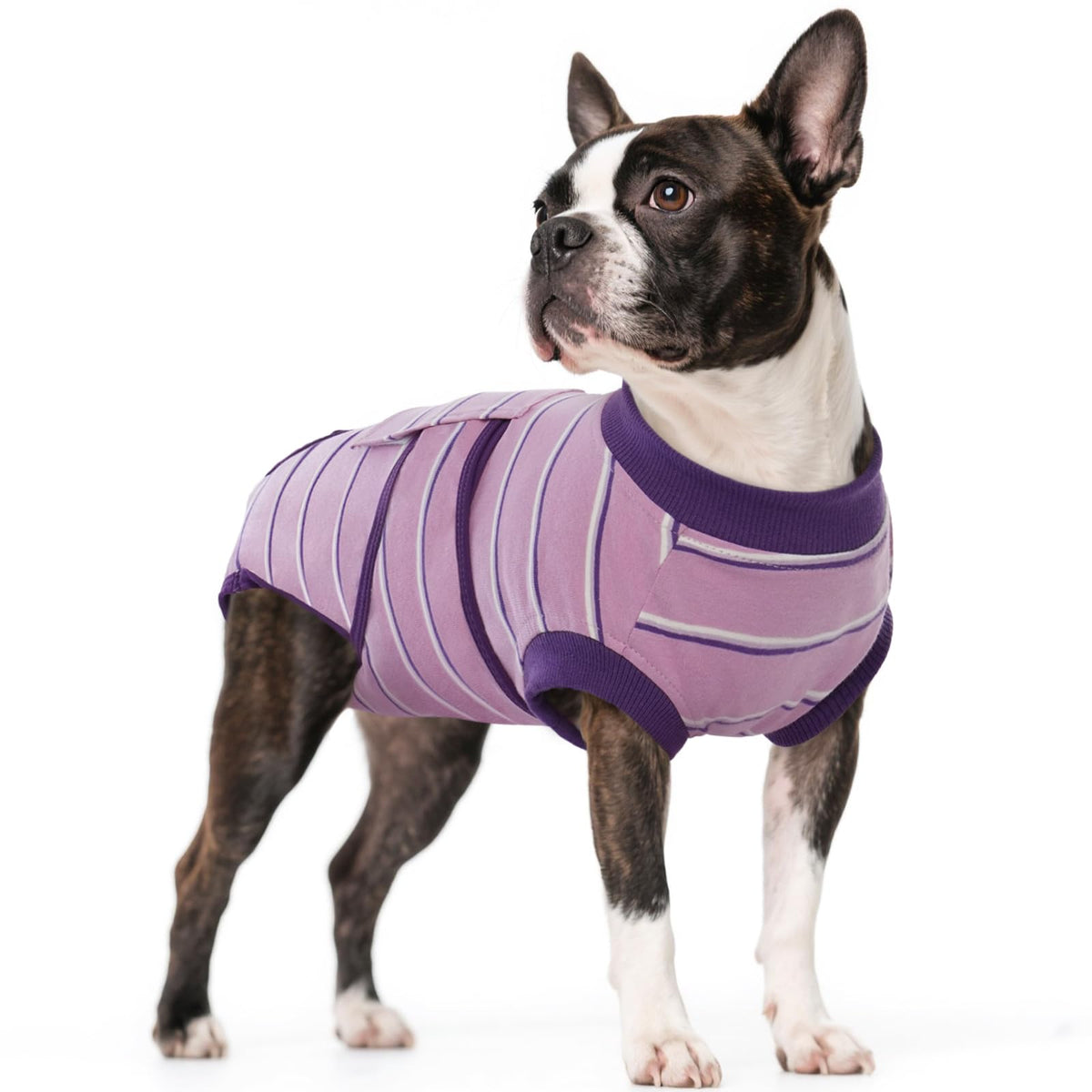 Kuoser dog surgery recovery suit purple strips XS front view offers protective coverage during healing.