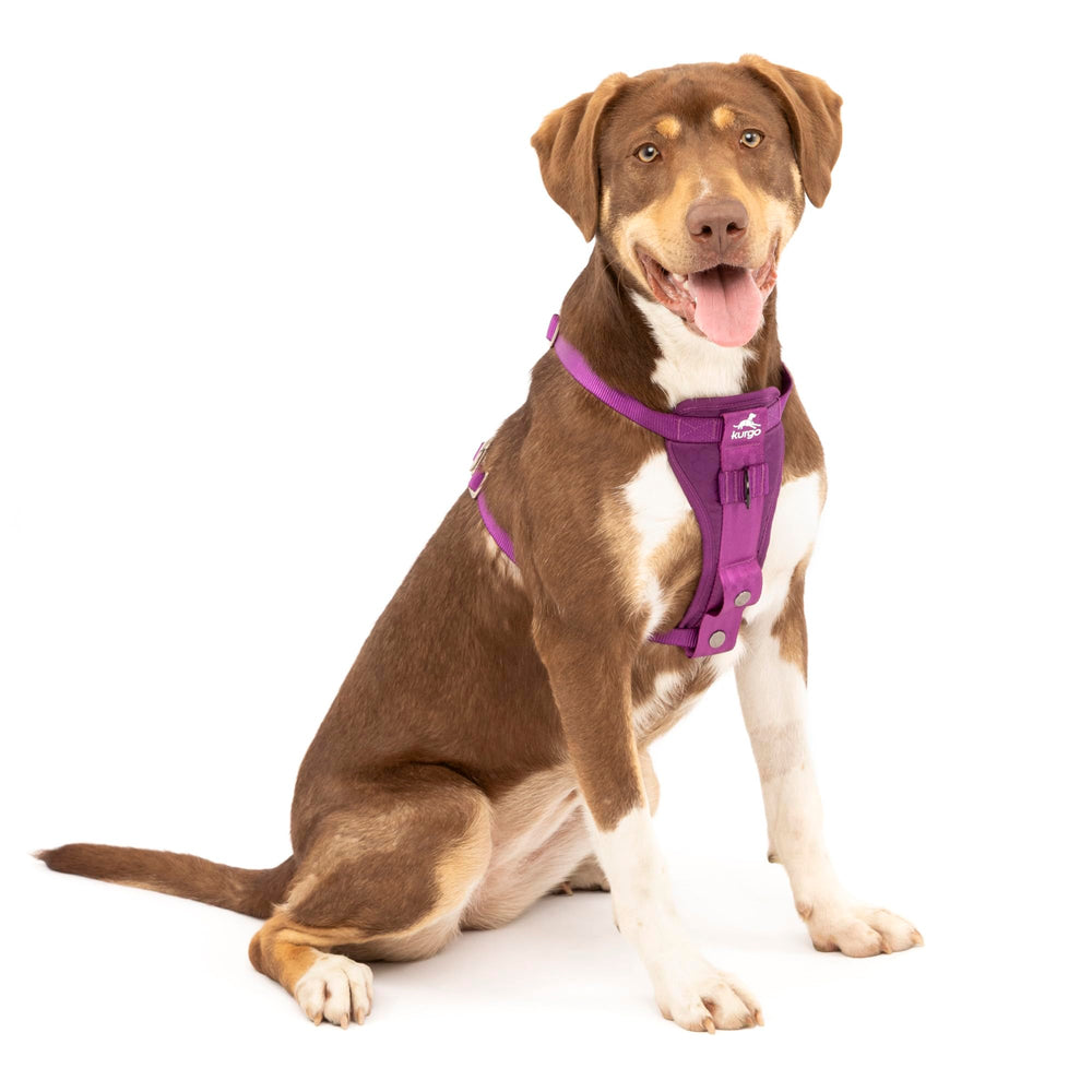 Kurgo Enhanced Strength Tru-Fit dog car harness front view for safe car rides