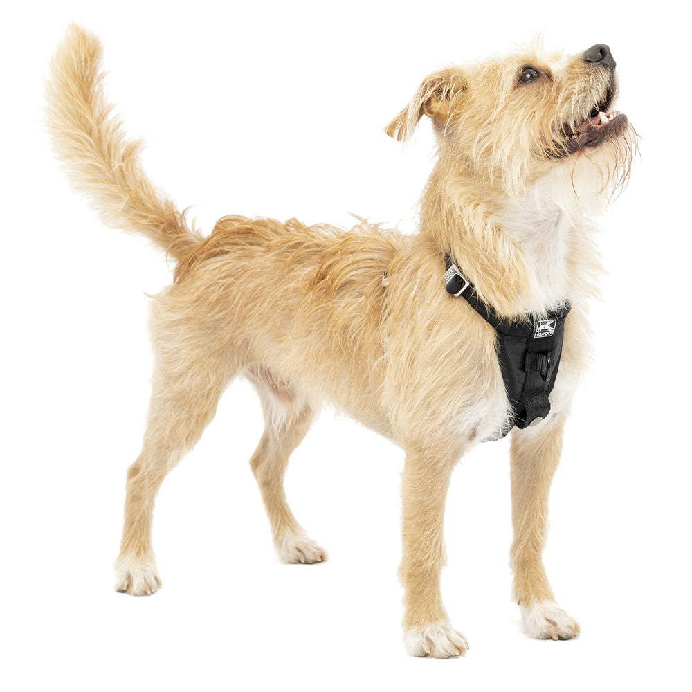 Kurgo Enhanced Strength Tru-Fit harness front view for secure everyday walks and car rides.