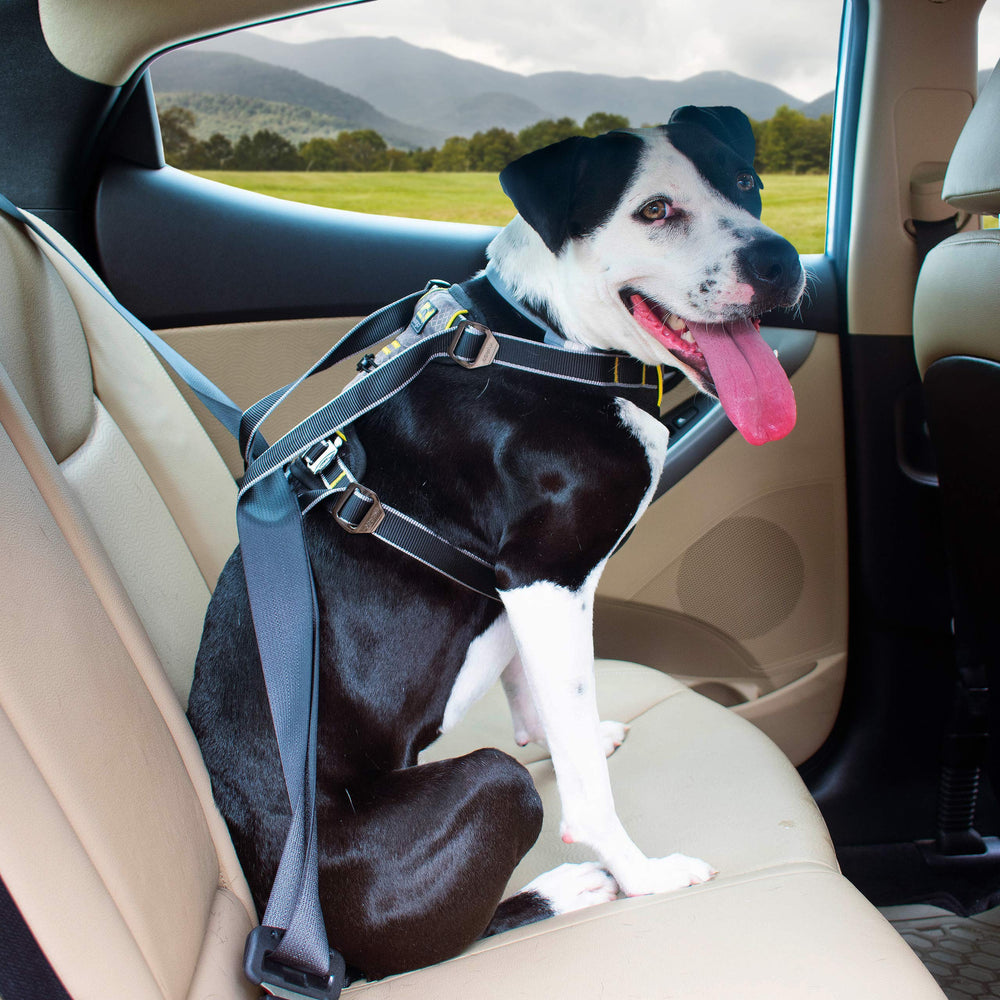 Kurgo Impact Dog Car Harness four-point adjustment tailors fit for small dogs.