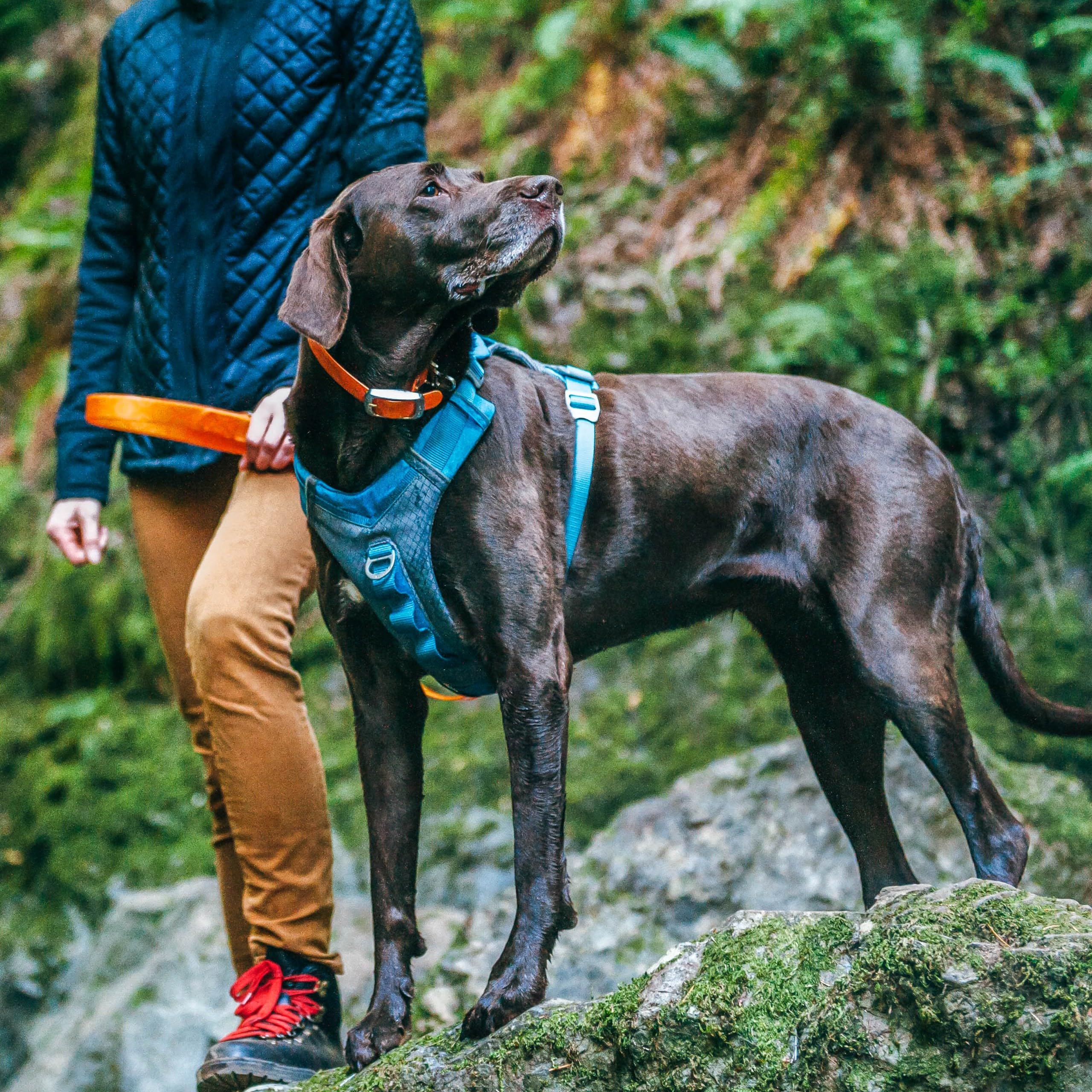 Kurgo Journey Air Harness breathable mesh keeps dogs cool during longer walks.