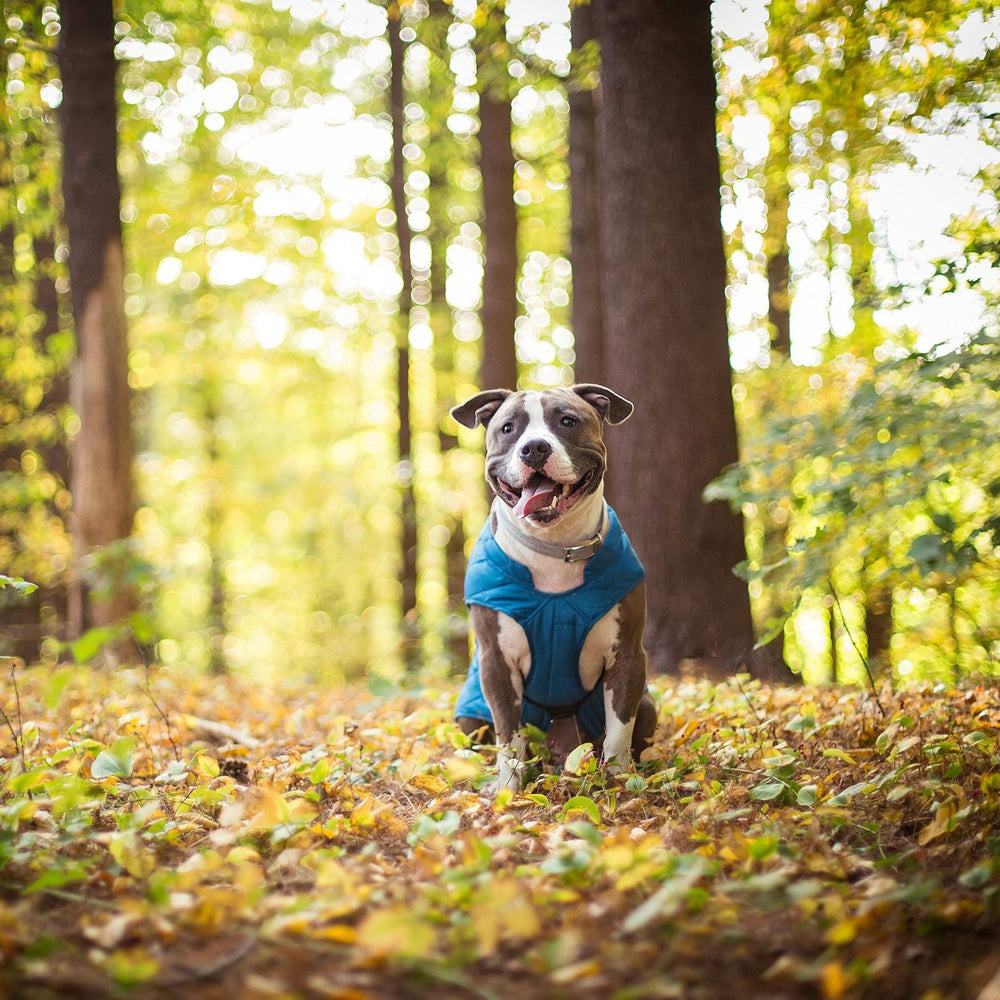 Kurgo Loft Dog Jacket adjustable hook-and-loop straps for secure fit.