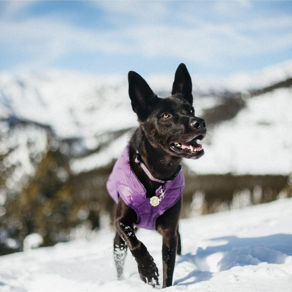 Kurgo Loft Dog Jacket adjustable Velcro fit secures a comfortable outdoor fit