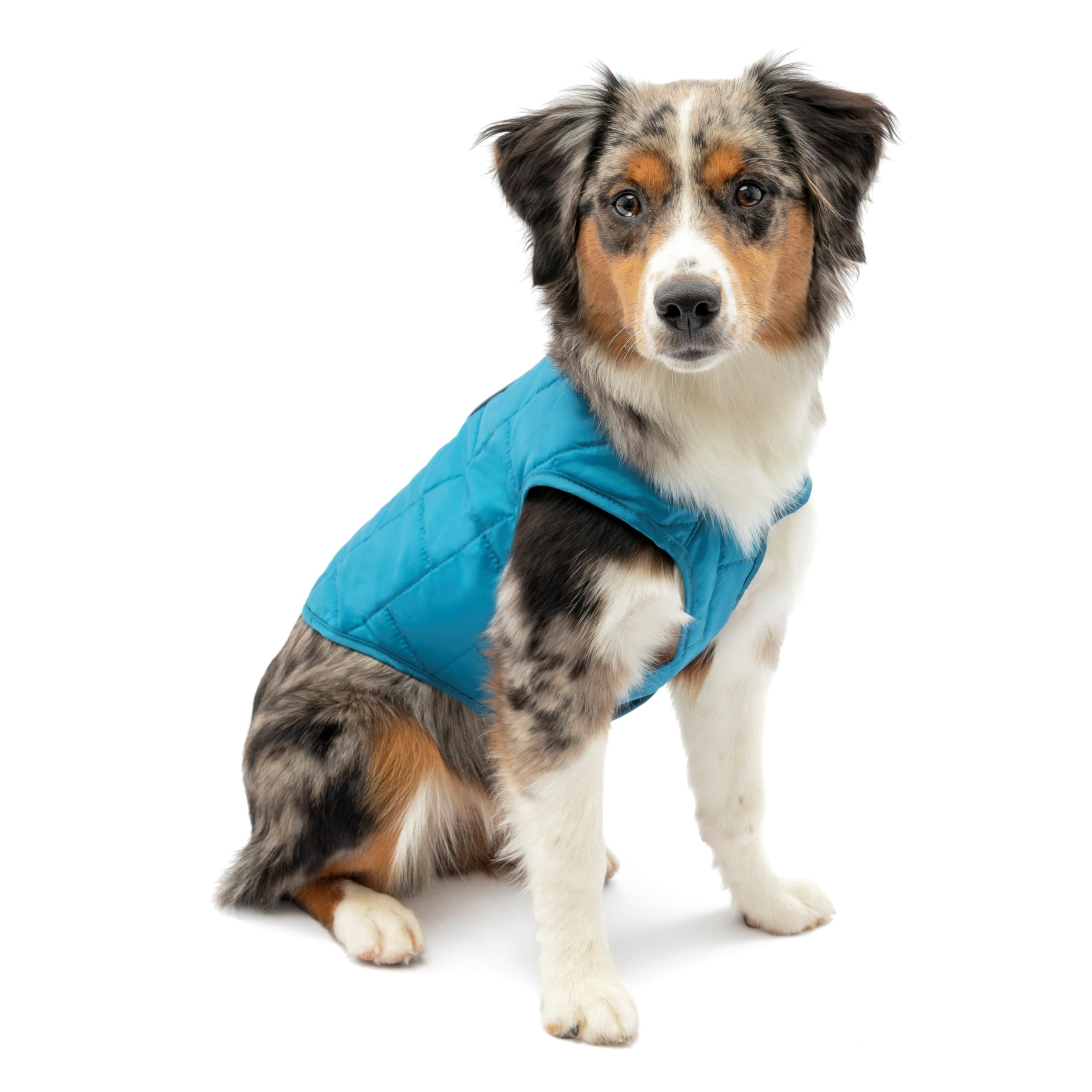 Kurgo Loft Dog Jacket's water-resistant fabric keeps dogs dry on wet walks.