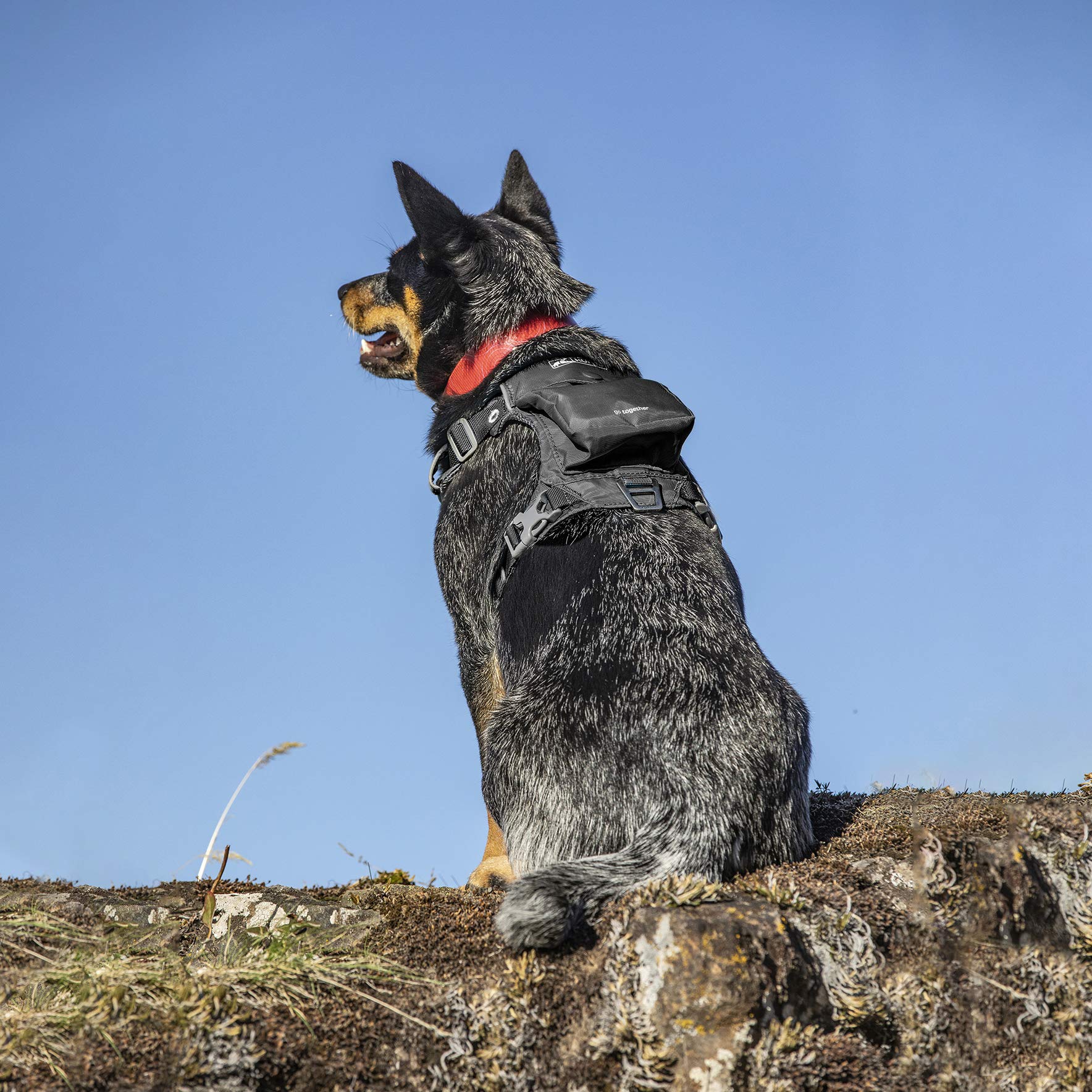 Kurgo Stash n' Dash harness with reflective trim for safer night walks