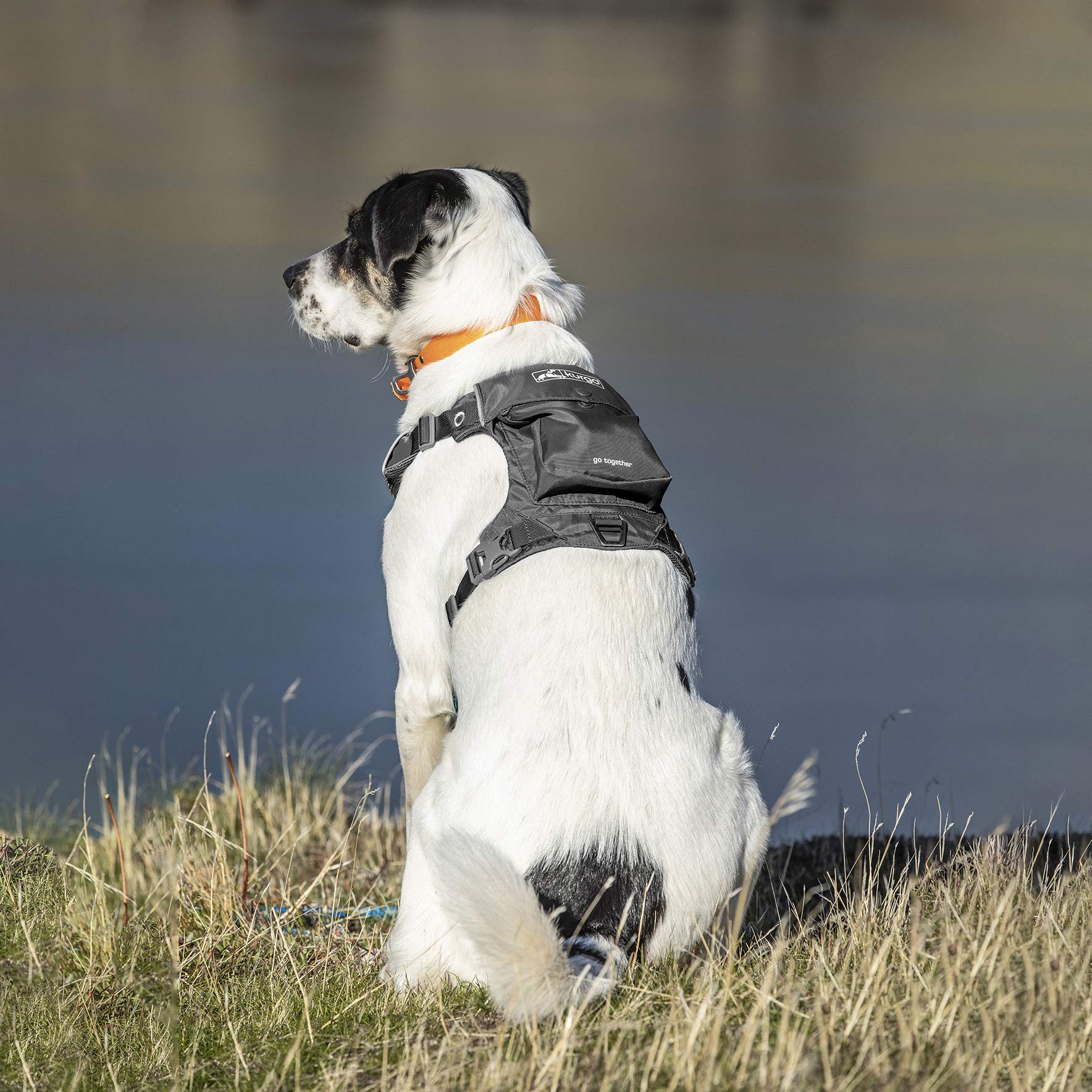 Kurgo Stash n' Dash harness with reflective trim visible at night for safer evening walks.